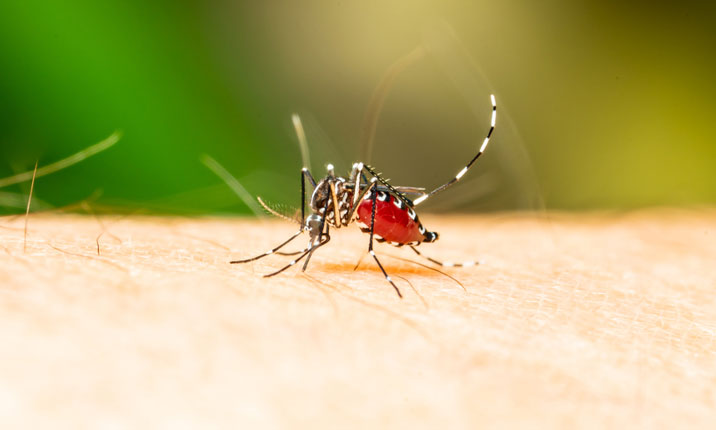 Everything You Need to Know About Dengue